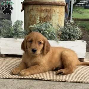 Alvin, Golden Retriever Puppy