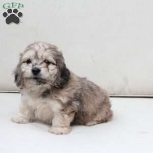 Minni, Dachshund Mix Puppy