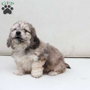 Minni, Dachshund Mix Puppy