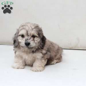 Minni, Dachshund Mix Puppy