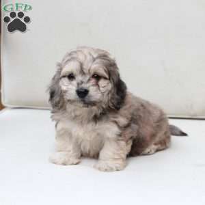 Minni, Dachshund Mix Puppy