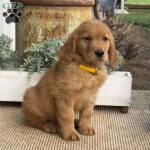 Arthur, Golden Retriever Puppy