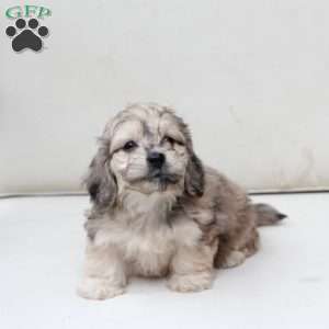 Minni, Dachshund Mix Puppy