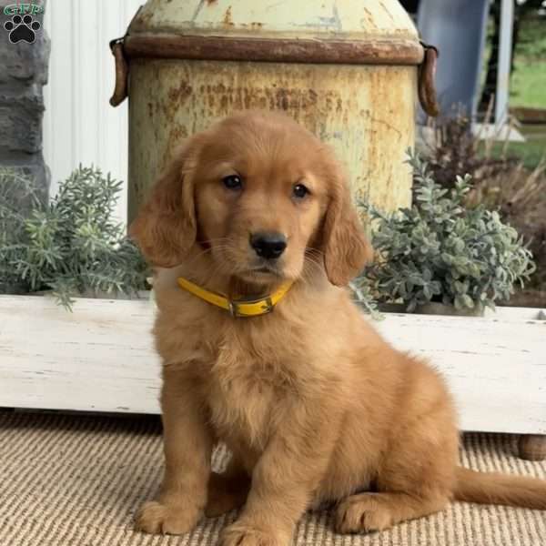 Arthur, Golden Retriever Puppy