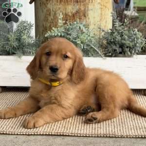 Arthur, Golden Retriever Puppy