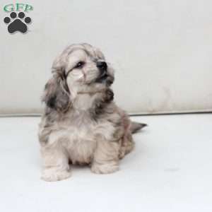 Minni, Dachshund Mix Puppy