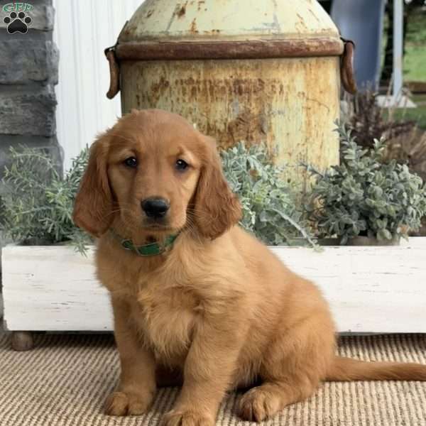 Annabelle, Golden Retriever Puppy