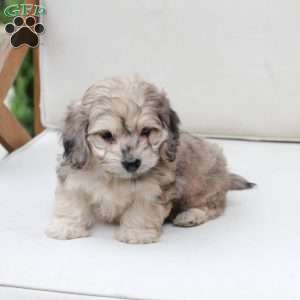 Minni, Dachshund Mix Puppy