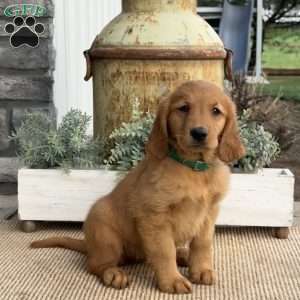 Annabelle, Golden Retriever Puppy