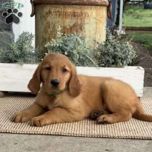 Annabelle, Golden Retriever Puppy