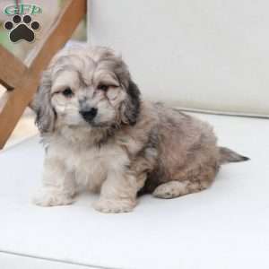 Minni, Dachshund Mix Puppy