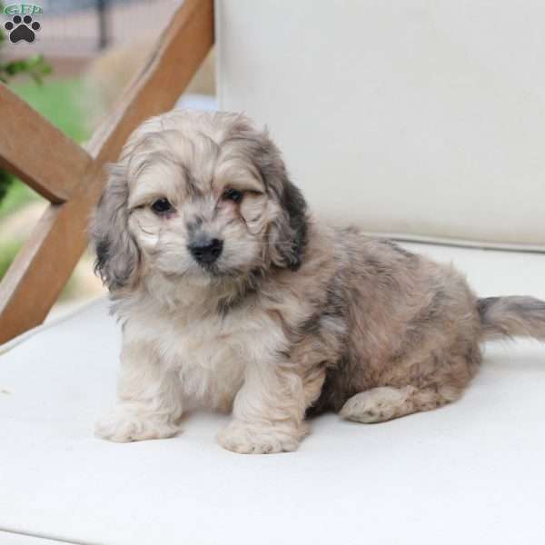 Minni, Dachshund Mix Puppy