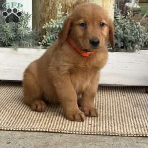 April, Golden Retriever Puppy