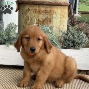 April, Golden Retriever Puppy