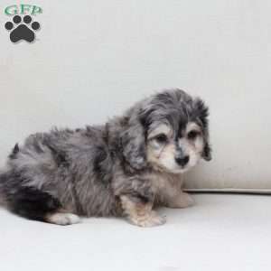 Thor, Dachshund Mix Puppy