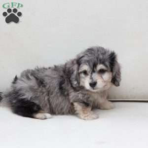 Thor, Dachshund Mix Puppy