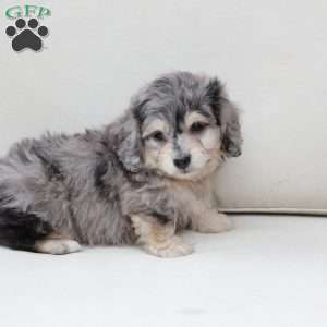 Thor, Dachshund Mix Puppy