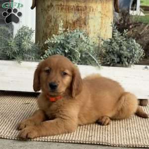 April, Golden Retriever Puppy