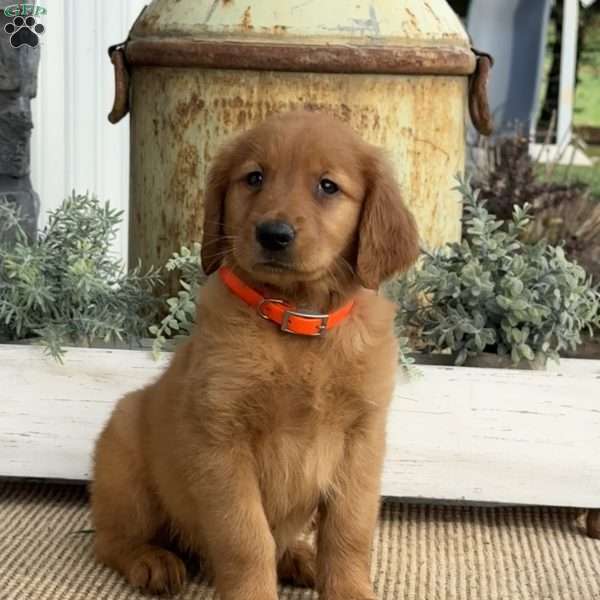 April, Golden Retriever Puppy