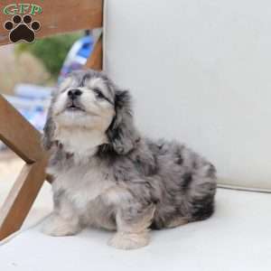 Thor, Dachshund Mix Puppy