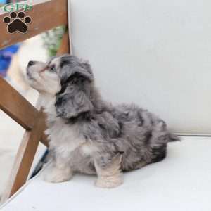 Thor, Dachshund Mix Puppy