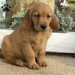 Alexis, Golden Retriever Puppy