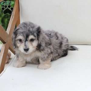 Thor, Dachshund Mix Puppy