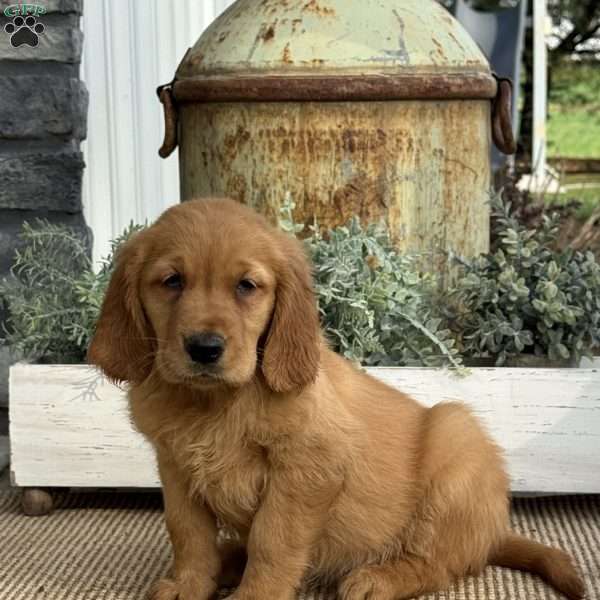Alexis, Golden Retriever Puppy