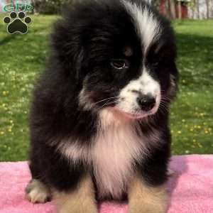 Ava, Miniature Australian Shepherd Puppy