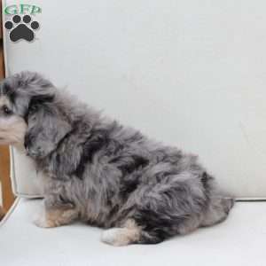 Thor, Dachshund Mix Puppy