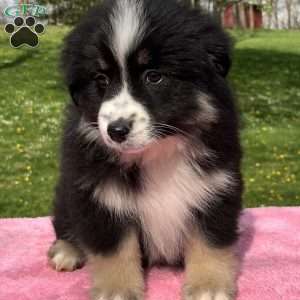 Ava, Miniature Australian Shepherd Puppy