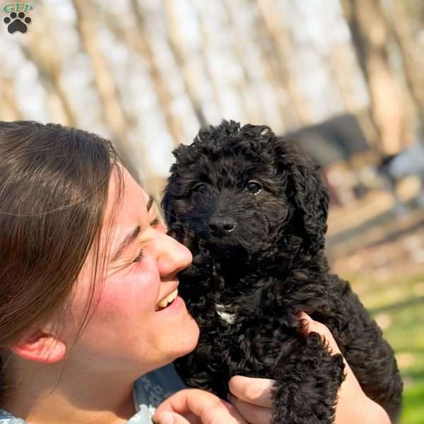 Cheyenne, Mini Goldendoodle Puppy