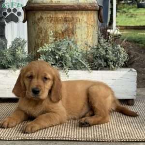 Alexis, Golden Retriever Puppy