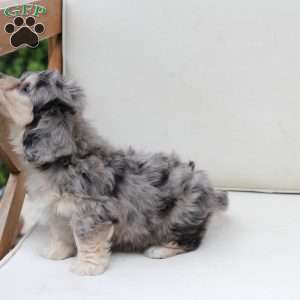 Thor, Dachshund Mix Puppy