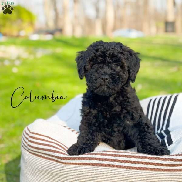 Columbia, Mini Goldendoodle Puppy