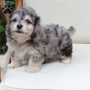 Thor, Dachshund Mix Puppy