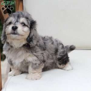 Thor, Dachshund Mix Puppy