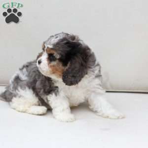 Raya, Cavapoo Puppy