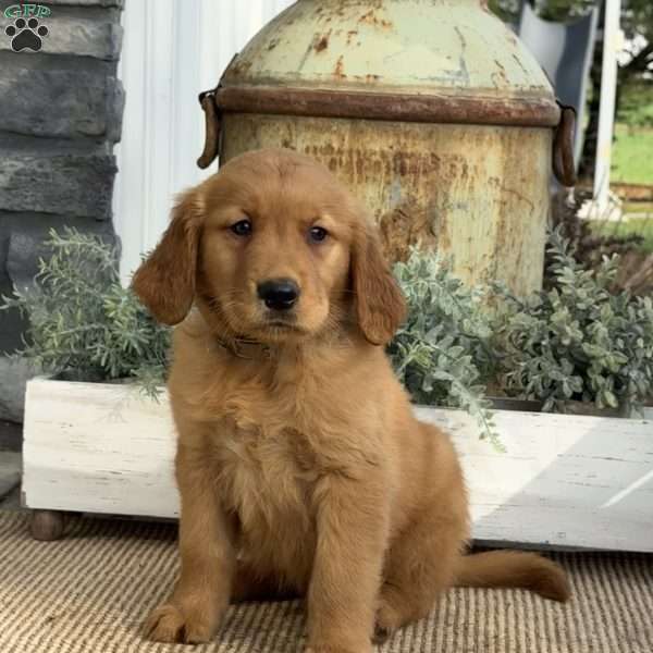 Alf, Golden Retriever Puppy
