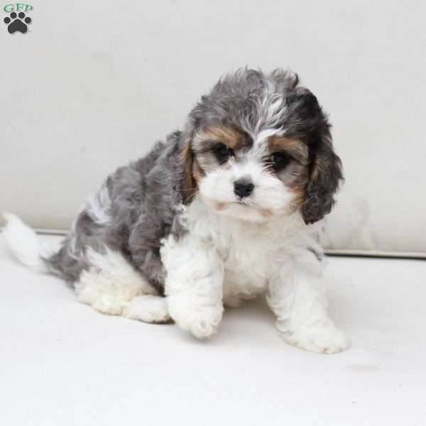 Raya, Cavapoo Puppy