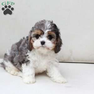 Raya, Cavapoo Puppy