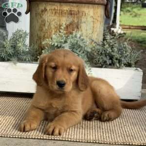 Alf, Golden Retriever Puppy