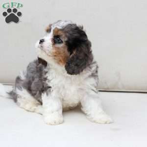 Raya, Cavapoo Puppy