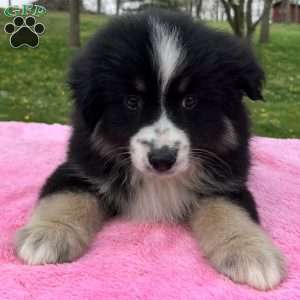 Ava, Miniature Australian Shepherd Puppy