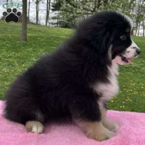 Ava, Miniature Australian Shepherd Puppy