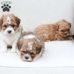 Maple, Shih-Poo Puppy