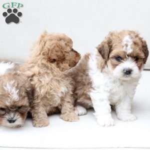 Honey, Shih-Poo Puppy