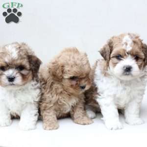 Honey, Shih-Poo Puppy