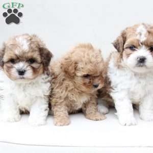 Honey, Shih-Poo Puppy
