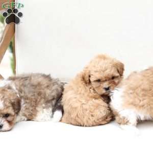 Honey, Shih-Poo Puppy